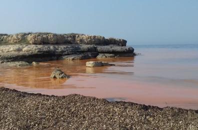 L’alga rossa invade il litorale pugliese