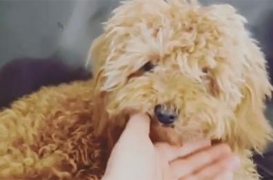 Alessia Marcuzzi, la doccia al suo amico a 4 zampe Brownie