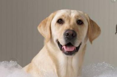 Bari, «Aprite i centri per lavare cani e gatti»