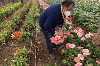 Fase 2 Puglia,  stanziati 3 milioni per sostenere floricoltori e allevatori