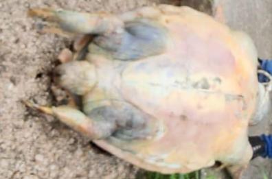 Taranto, tartaruga uccisa dalla plastica