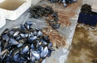 Taranto. sequestrate quasi 5 tonnellate di cozze nocive 