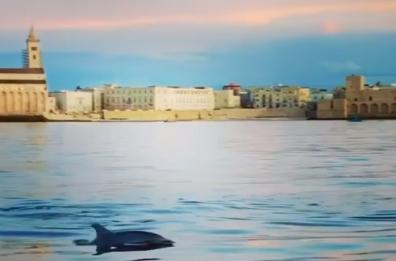 Trani, il romantico ballo dei delfini al tramonto: sotto l'ombra della Cattedrale