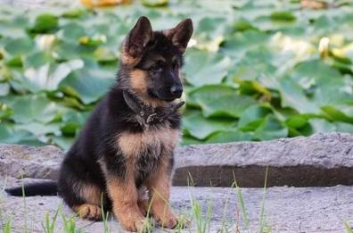 Foggia, ladri in casa di campagna rubano coniglio e cucciolo di pastore tedesco: denunce