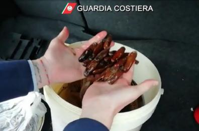 Molfetta, denunciati 2 pescatori di frodo e sequestrati 6 chili di datteri di mare 