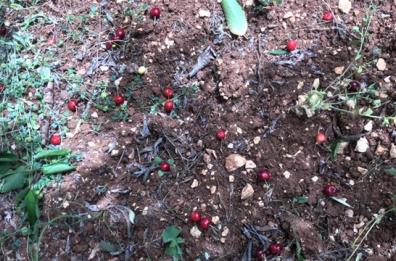 Maltempo in Puglia, trombe d'aria e vento oltre 25 nodi: allarme nei campi. Bari: chiuso il cimitero