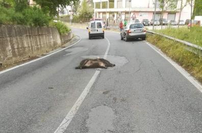 Muro Lucano, sulle strade è ancora allarme cinghiali
