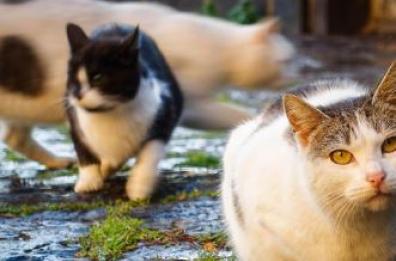 Getta nella spazzatura 5 gattini e 3 muoiono: uomo condannato a 9 mesi di reclusione nel Leccese