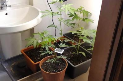 San Pancrazio Salentino, in casa 2 mini serre di marijuana: si oppone alla perquisizione