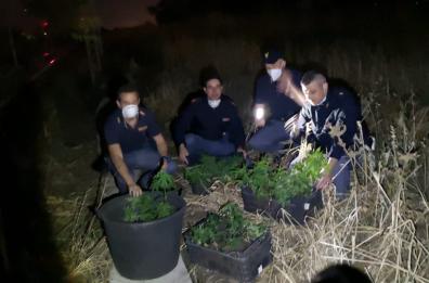 Foggia,  piantagione di marijuana scoperta accanto ai binari del treno