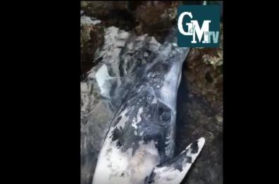Maratea, delfino morto trovato tra gli scogli della darsena