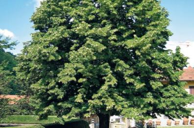 Bari, l’albero del ricordo per gli «eroi» dell’epidemia 