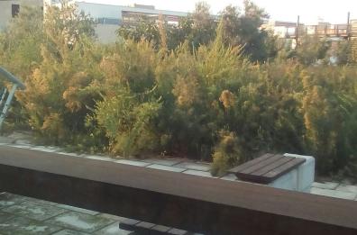 Barletta, orto botanico grande occasione perduta: l'opera da 2mln senza visitatori