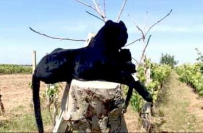 Salento, dopo Foggia spunta una nuova pantera nera in Puglia: ma è soltanto un peluche