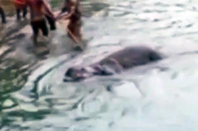 Elefante morto in India nel Kerala