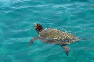 Isole Tremiti, tartaruga Caretta Caretta soccorsa dalla Gdf e affidata al centro recupero di Manfredonia