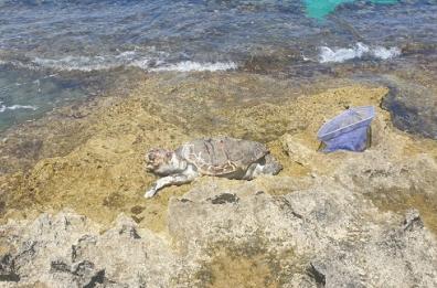 Fasano, tartaruga spiaggiata sul litorale