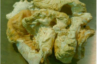 Castellana, al De Bellis primo brevetto su tessuti istologici mummificati