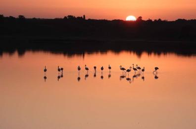 Torre Colimena, nella salina la meraviglia dei fenicotteri rosa all'alba
