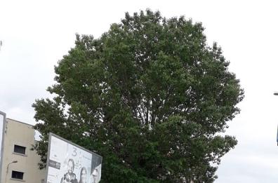 Gioia, il pioppo gigante della discordia: scatena polemiche e divide la politica
