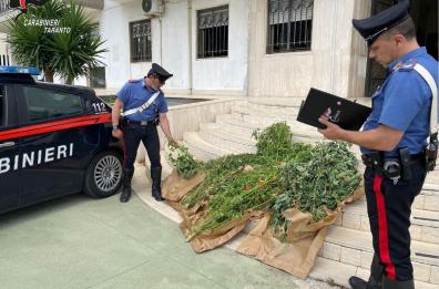 Ginosa, coltivavano marijuana sequestrate 15 piante: due ai domiciliari 