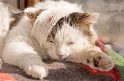 Trani, dubbi e polemiche sulla spesa esosa per le cure al gatto 