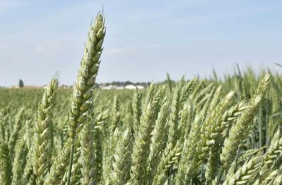 Grano, produzione in calo a Foggia, ma prezzi più alti. Produttori soddisfatti