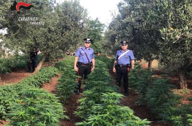 Laterza, scoperta piantagione con 110 piante marijuana: arrestato insospettabile