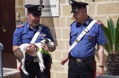 Oria, abbandona cucciolo di cane lanciandolo dal finestrino: denunciato 69enne 