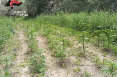 San Severo, sequestrata piantagione con 800 piante di cannabis: un arresto
