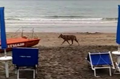 Otranto, la passeggiata di un lupo sulla spiaggia di Alimini prima di tornare nel bosco 