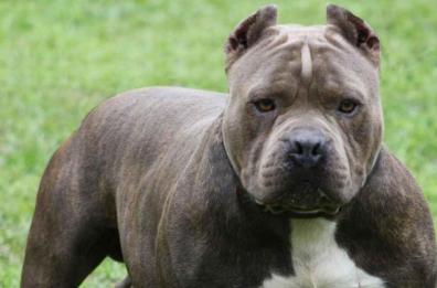 Modugno, bimbo di un anno azzannato dal pitbull di famiglia: è grave ma non rischia la vita