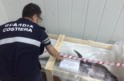 Puglia, pesce non tracciato e ricci: sequestrate 9 tonnellate da Guardia costiera