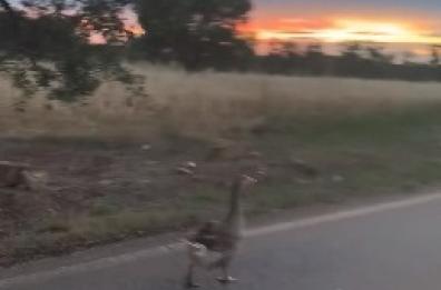 Sulla provinciale di Ostuni spunta un'oca: a passeggio al tramonto