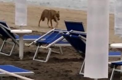 Otranto, lupo azzanna vestito a bimba di 6 anni in villaggio turistico WWF: «L'animale si comporta in modo anomalo»