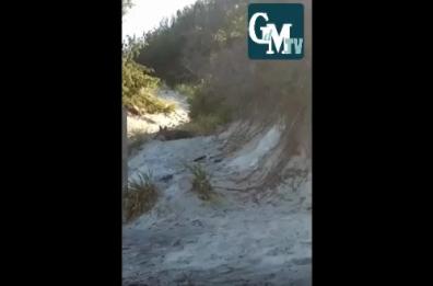 Il lupo di Alimini avvistato di nuovo in spiaggia: ruba i teli per crearsi un giaciglio