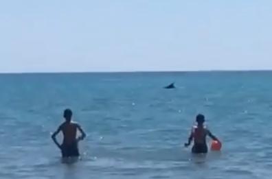 Marina di Pisticci, vicino la riva spunta un delfino: i salti a due passi dai bagnanti