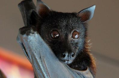 Bimba morsa da pipistrello a Livorno: curata a distanza da Centro Antiveleni Policlinico Foggia