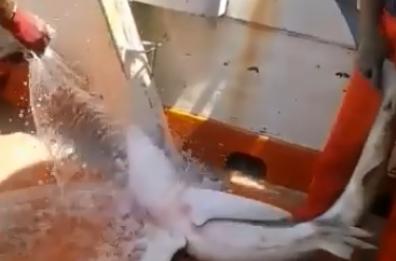 Manfredonia, piccolo squalo si impiglia nella rete: salvato dai pescatori