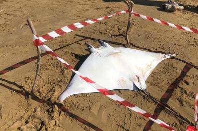 Vieste, una manta gigante spiaggiata morta sulla costa