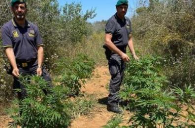 Lecce, scoperta ampia piantagione cannabis vicino campo nomadi Panareo