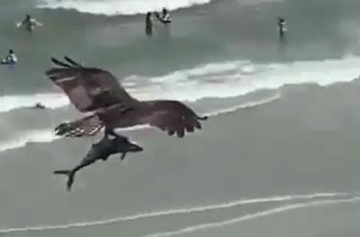 Aquila cattura squalo e sorvola spiaggia