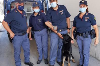 Bari, Zatlan cane antidroga salva piccolo riccio alla stazione centrale 