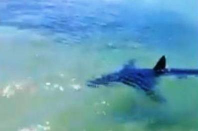 Mola, «Aiuto, lo squalo!» ma è solo un innocuo «Verdesca»