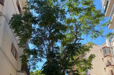 Bari, «Salviamo l’alianto».  Petizioni e comitati in difesa dell’albero