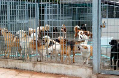 Potenza, adotti Fido e gli dai un tetto?  Meno tasse e una card-bonus
