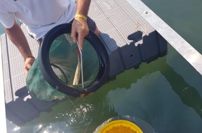 Porto vecchio Bari: ecco Seabin, la pattumiera che raccoglie plastica in mare