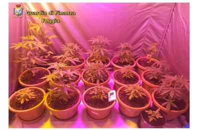 Torremaggiore, ha in casa una serra di marijuana fai-da-te: arrestato
