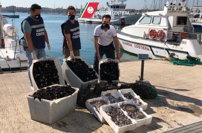 Bari, pesce non tracciato e ricci: sequestrati 3 quintali da Guardia costiera