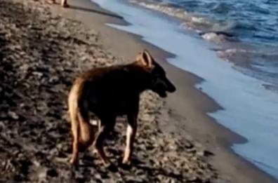 Lecce, catturato il «lupo buono degli Alimini» Ministro Costa: «Animale trasferito»